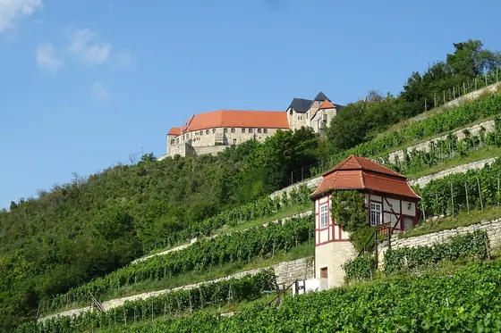 Schloss Neuenburg über den Weinbergterrassen bei Freyburg