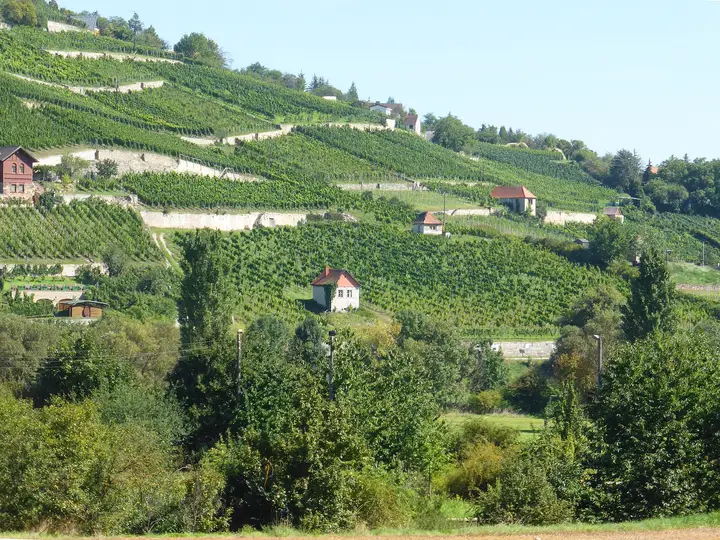 Terrassierte Weinberge mit Winzerhäuschen bei Freyburg